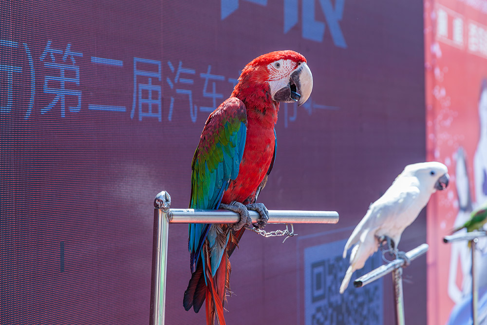 【車展第一天】遇到那個(gè)TA，放棄蘋果8......